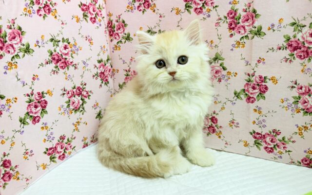 ミヌエット（カメオタビー）女の子♪レアカラーの美人さん✨