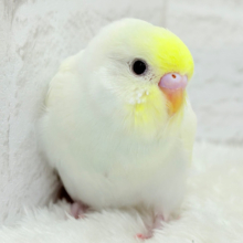 【最新画像更新🪄】ふんわり柔らか🧁𓂃𓈒𓏸︎︎︎︎セキセイインコ(クリーム) ヒナ