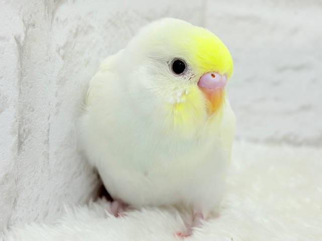 【最新画像更新🪄】ふんわり柔らか🧁𓂃𓈒𓏸︎︎︎︎セキセイインコ(クリーム) ヒナ 【最新画像更新🪄】ふんわり柔らか🧁𓂃𓈒𓏸︎︎︎︎セキセイインコ(クリーム) ヒナ