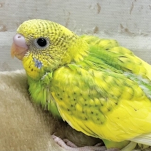 春到来🌸新緑カラー💛💚　セキセイインコ（スパングルパイド）
