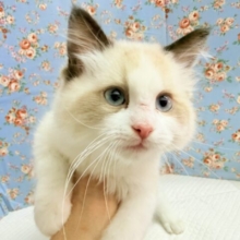 ラグドール（シールポイントバイカラー）男の子♫すぐにゴロンしちゃう甘々ボーイ🩷