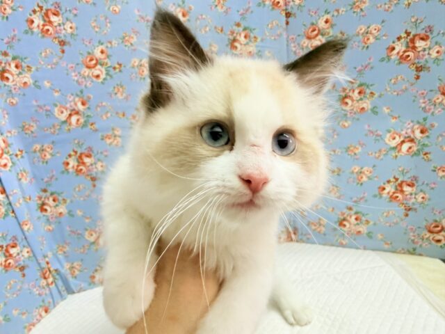 ラグドール（シールポイントバイカラー）男の子♫すぐにゴロンしちゃう甘々ボーイ🩷