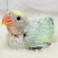 【最新画像更新🪄】フレッシュ🫧シャリシャリ❄️青リンゴ🐣🍏コザクラインコ(ブルーチェリーパイド) ヒナ