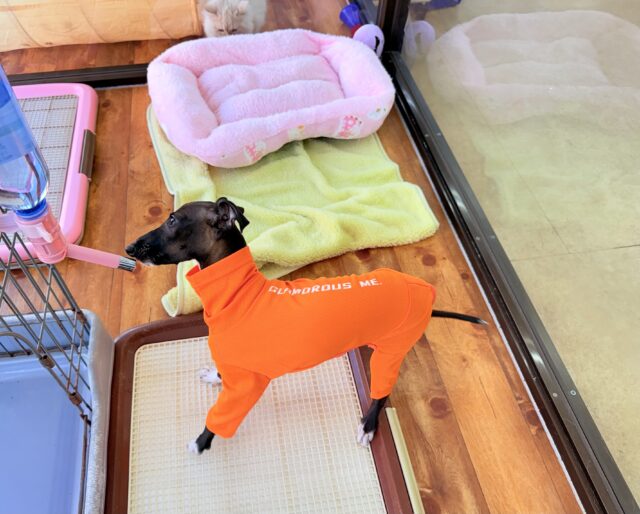 イタリアングレーハウンド