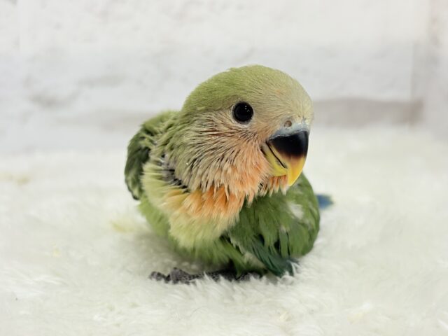 コザクラインコ（小桜インコ）