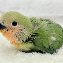 【最新画像更新🪄】食欲旺盛‪☆元気のカタマリッ(ง ˙꒳​˙ )วコザクラインコ(ノーマル) ヒナ