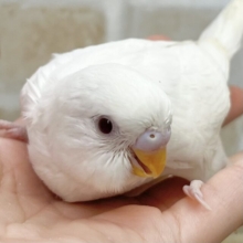 マシュマロたん🤍🍭　セキセイインコ（アルビノ）