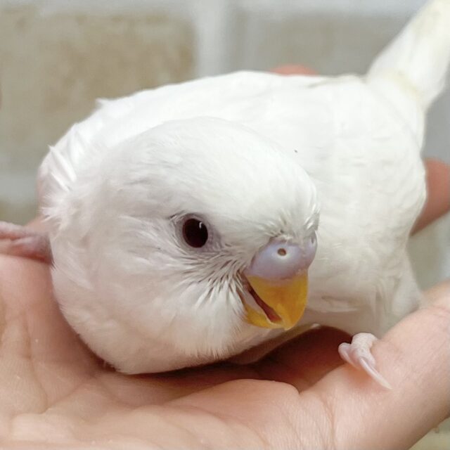 マシュマロたん🤍🍭　セキセイインコ（アルビノ）