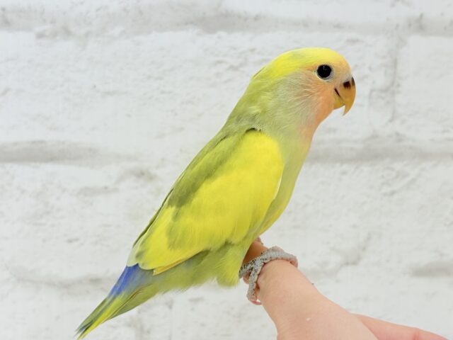 コザクラインコ（小桜インコ）