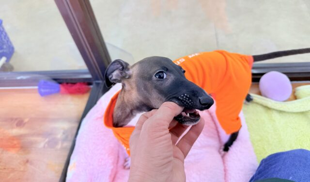 イタリアングレーハウンド