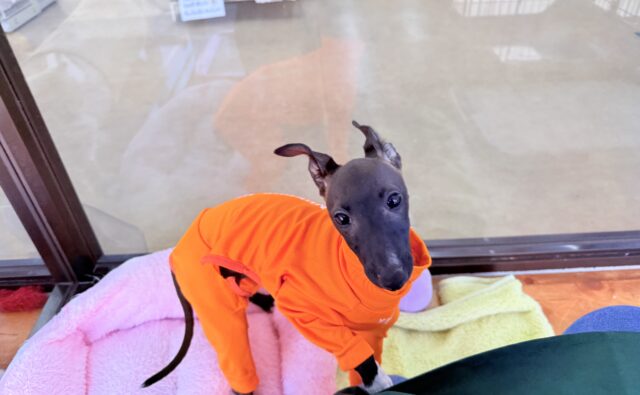 イタリアングレーハウンド