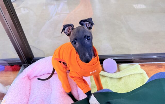 イタリアングレーハウンド