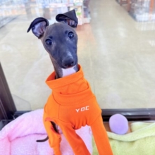 イタリアングレーハウンド（シールホワイト）女の子♪俊敏すぎる！