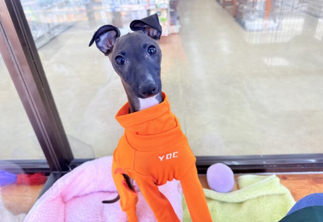 イタリアングレーハウンド（シールホワイト）女の子♪俊敏すぎる！