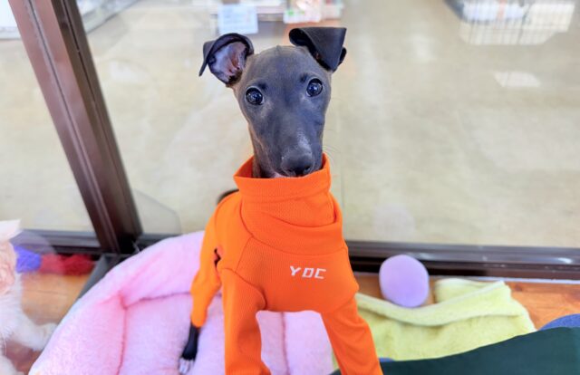 イタリアングレーハウンド