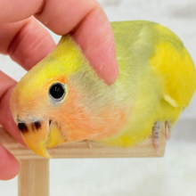 【最新画像更新🪄】フレッシュ🍋ビタミン🍊ブーケット💐コザクラインコ(タイガーチェリー) ヒナ