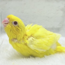 【最新画像更新🪄】特徴的な歌声です~♩♩サザナミインコ(ルチノー) ヒナ