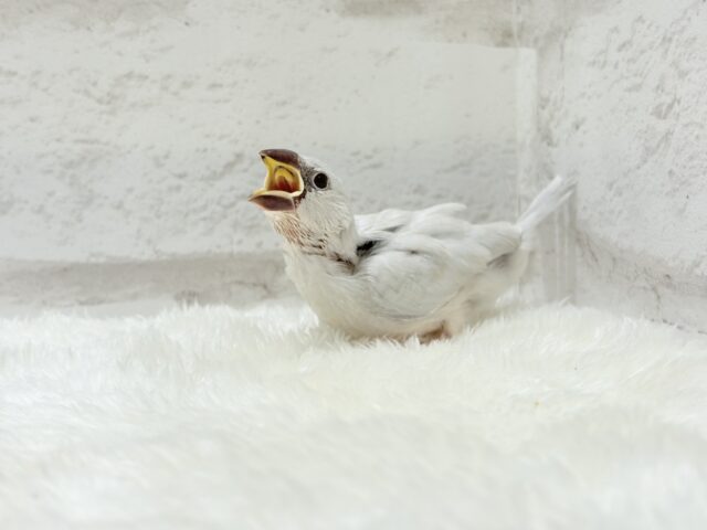 シルバー文鳥