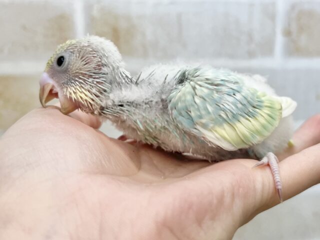 セキセイインコ