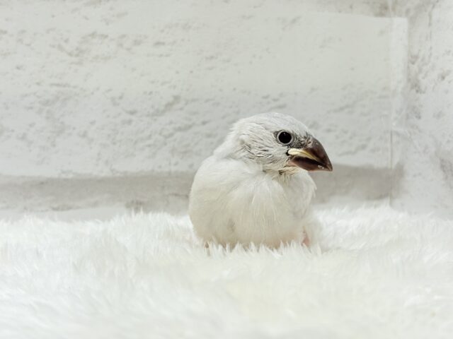 シルバー文鳥