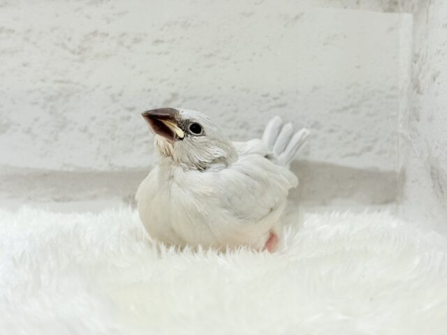シルバー文鳥