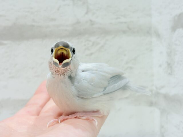 シルバー文鳥