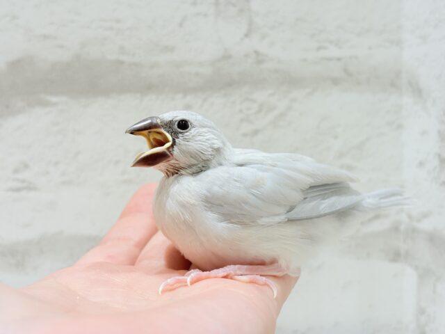 シルバー文鳥