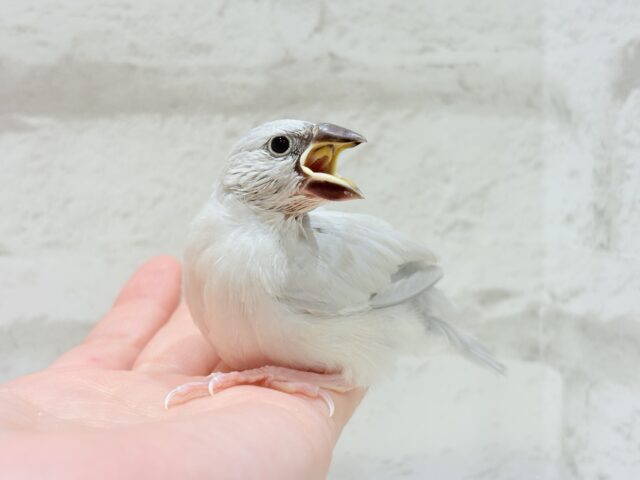 シルバー文鳥