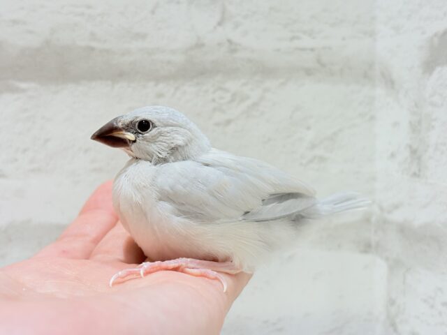 シルバー文鳥