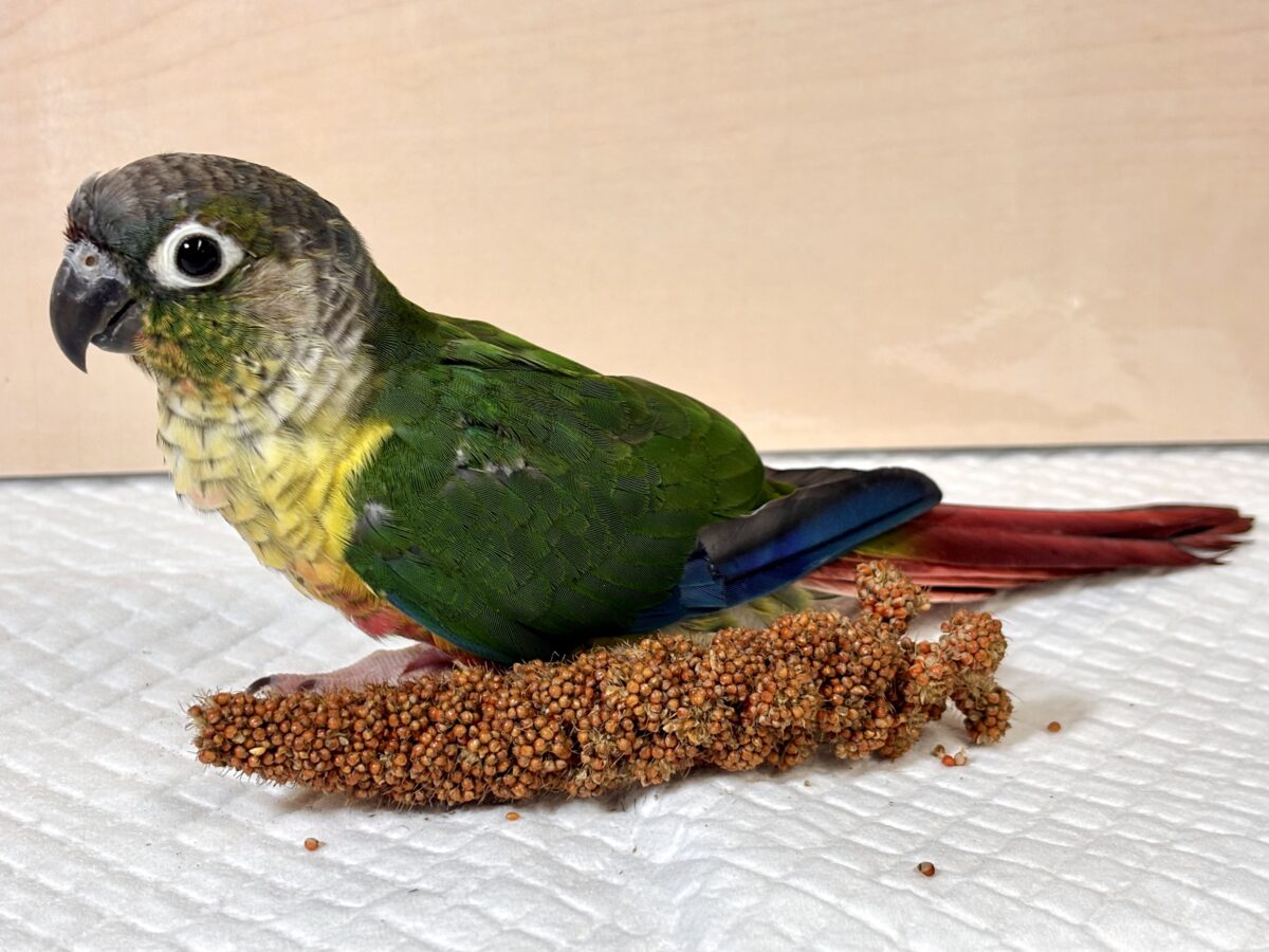 ワキコガネウロコインコ ‪💚🌟.｡.:*・°‬