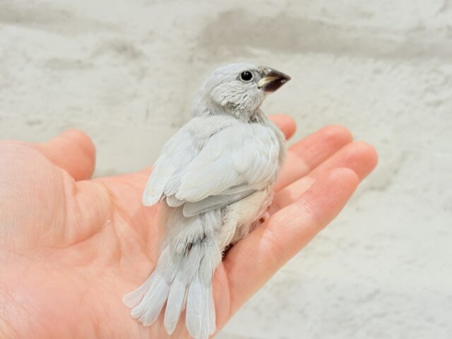 シルバー文鳥
