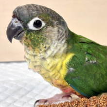 ワキコガネウロコインコ  ‪💚🌟.｡.:*・°