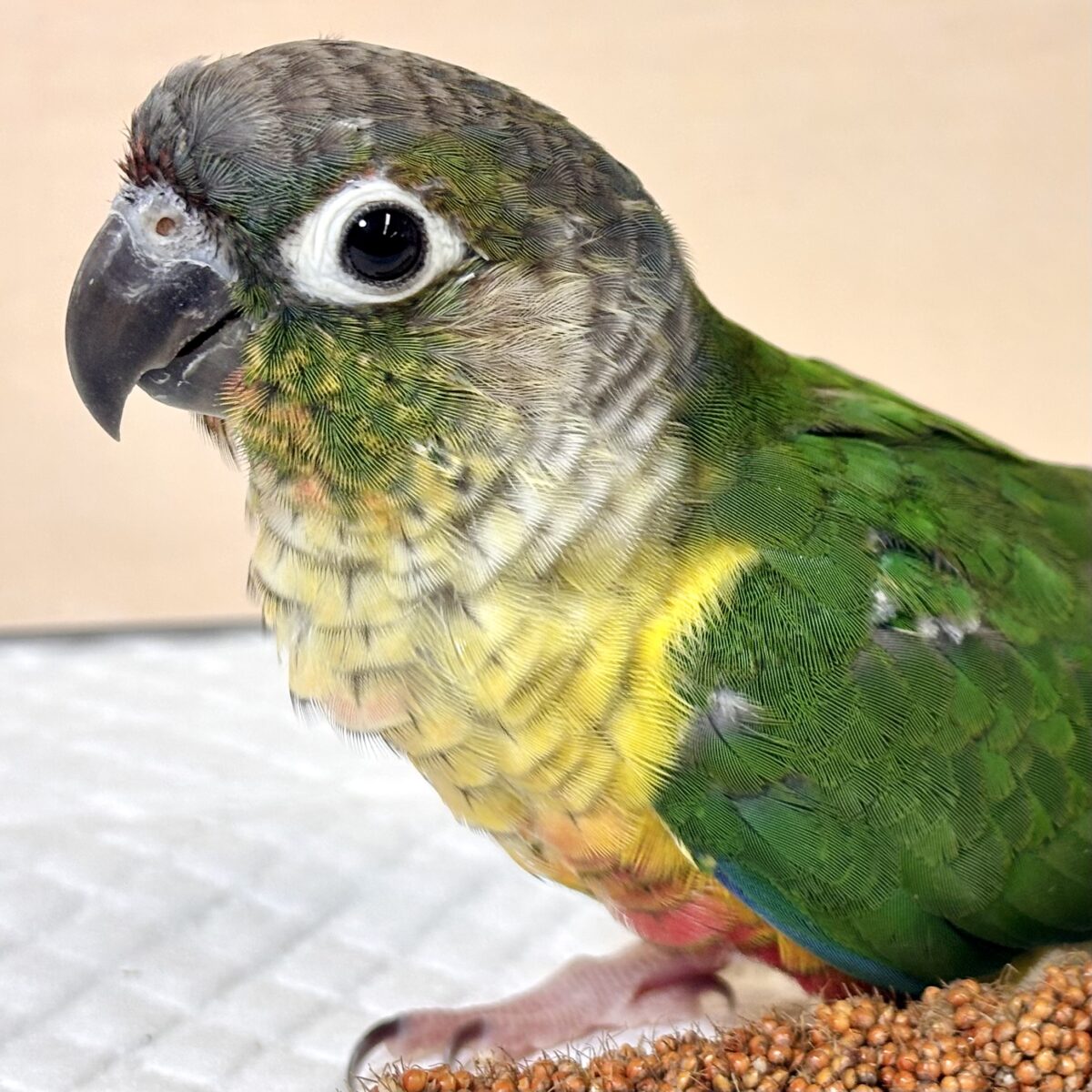 ワキコガネウロコインコ ‪💚🌟.｡.:*・°‬