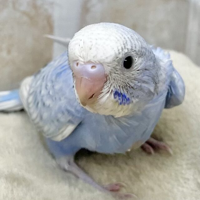 爽やかブルーのスパングル🏝️🩵　セキセイインコ（ブルースパングル）
