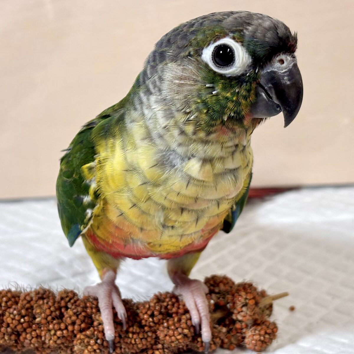 ワキコガネウロコインコ