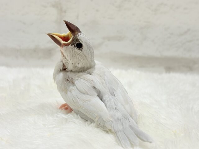シルバー文鳥