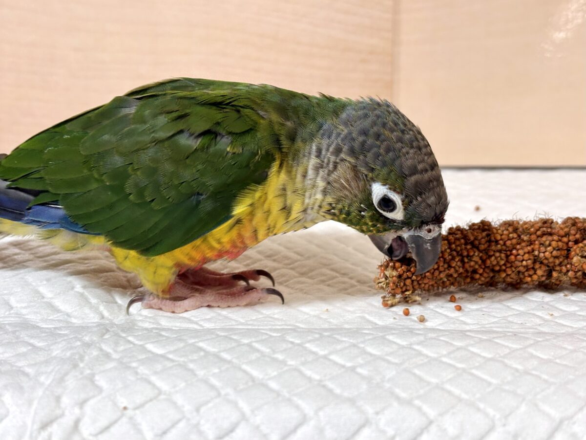ワキコガネウロコインコ