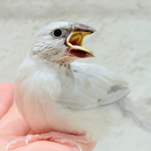 【最新画像更新🪄】食欲に勝るものは無し！！！シルバー文鳥 ヒナ