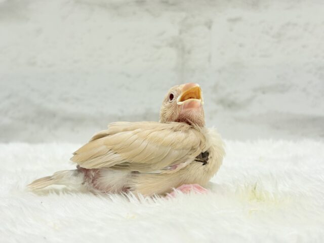 シナモン文鳥