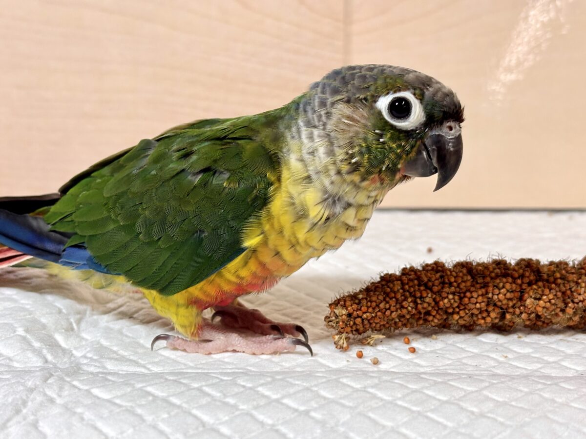 ワキコガネウロコインコ