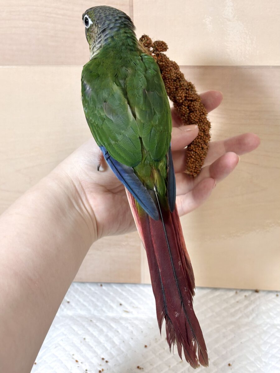 ワキコガネウロコインコ