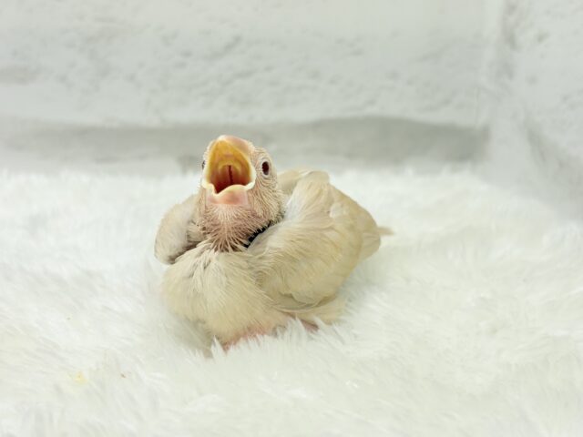 シナモン文鳥