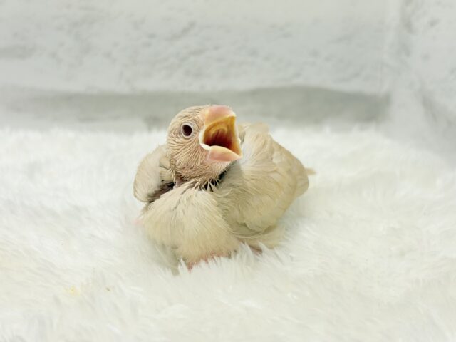 シナモン文鳥