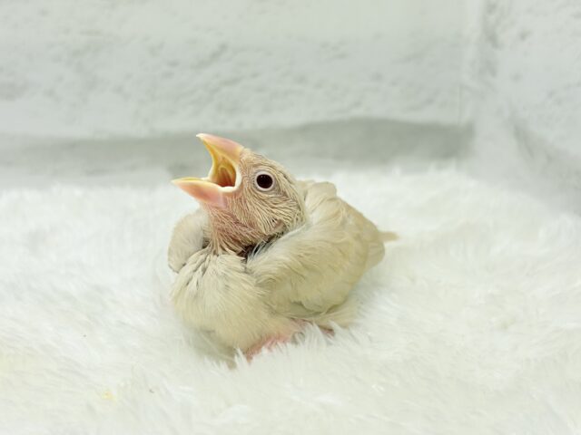 シナモン文鳥