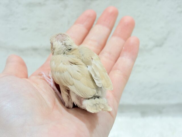 シナモン文鳥