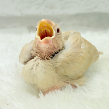 【最新画像更新🪄】ふんわり優しさ溢れる子☕️.*･ﾟシナモン文鳥 ヒナ