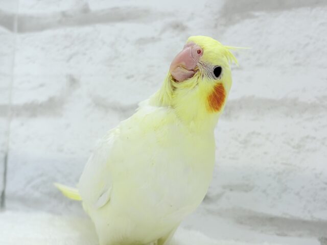 オカメインコ