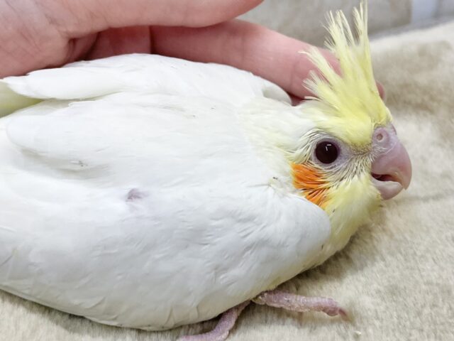 オカメインコ