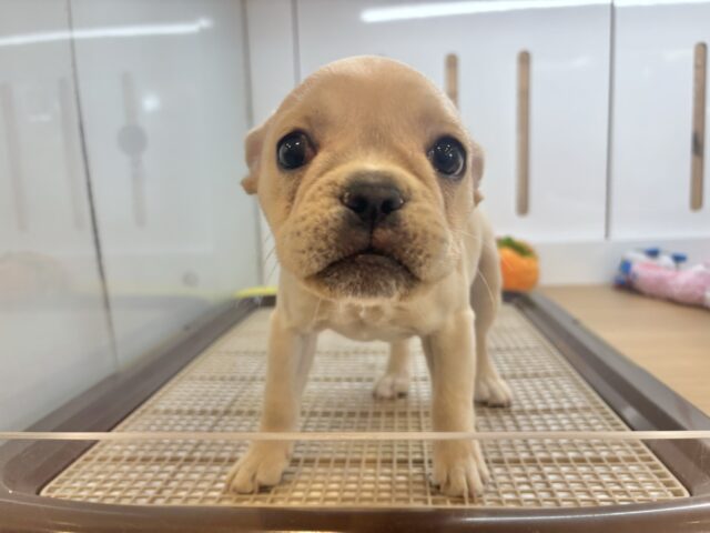 フレンチブルドッグ