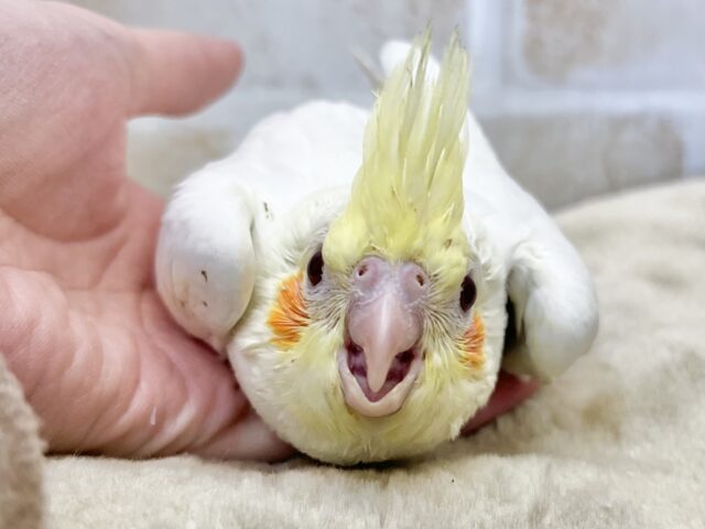 オカメインコ
